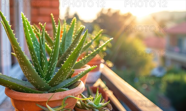 Aloe vera leaves in a pot, closeup view AI generated