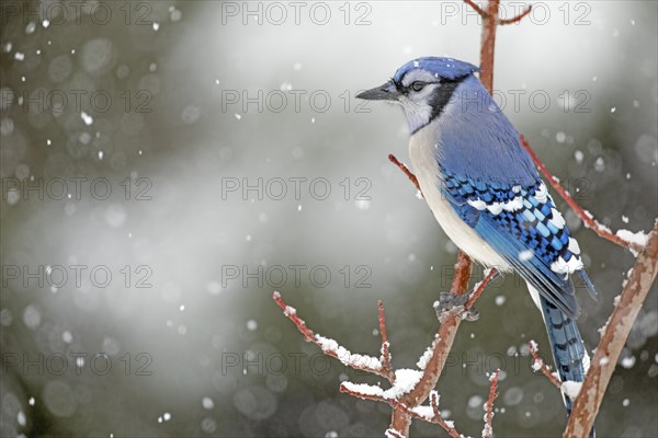 Gray jay (Cyanocitta cristata) perched on a tree during a snowfall, City of Saint-Mathieu-du-Parc, province of Quebec, Canada, AI generated, North America