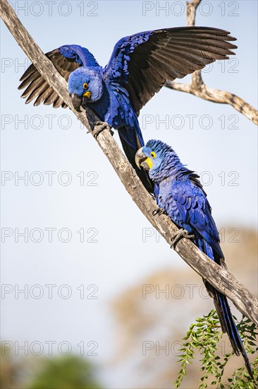 Hyacinth Macaw (Anodorhynchus hyacinthinus) Pantanal Brazil