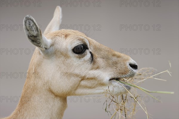 Blackbuck (Antilope cervicapra), female, portrait, captive, occurrence in South Asia