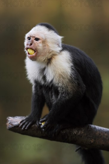 White-shouldered capuchin monkey or white-headed capuchin (Cebus capucinus), feeding, captive, occurring in South America