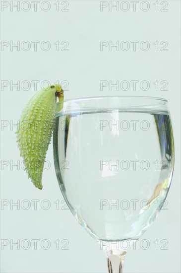 Common milkweed (Asclepias syriaca), fruit as a decorative parrot on a wine glass