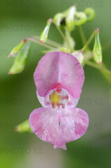 Himalayan balsam (Impatiens glandulifera), flower and capsule fruits, North Rhine-Westphalia, Germany, Europe