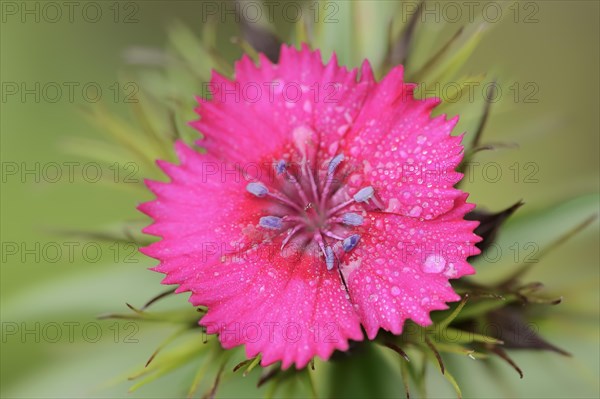 Bearded carnation or garden sweet william (Dianthus barbatus), flower, ornamental plant, North Rhine-Westphalia, Germany, Europe