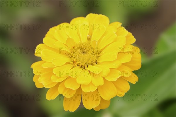 Zinnia (Zinnia elegans, Zinnia violacea), flower, ornamental plant, North Rhine-Westphalia, Germany, Europe