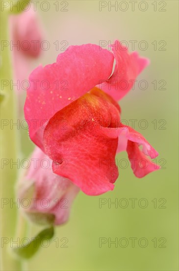 Large snapdragon or garden common snapdragon (Antirrhinum majus), flower, ornamental plant, North Rhine-Westphalia, Germany, Europe