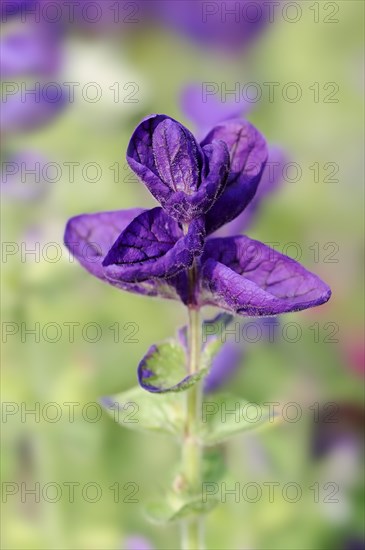 Crested sage (Salvia viridis, Salvia horminum), North Rhine-Westphalia, Germany, Europe