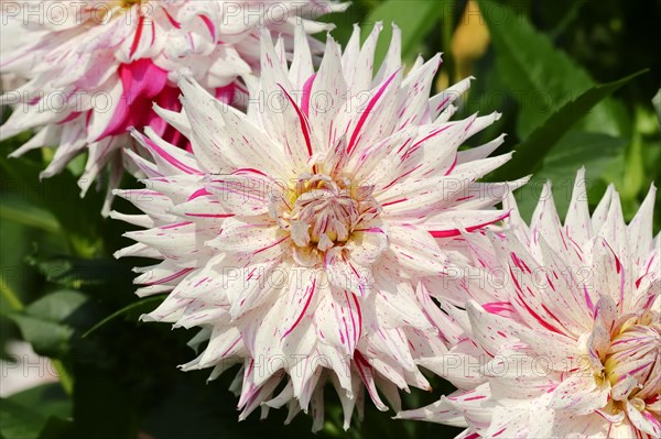 Dahlia 'Micks Peppermint' (Dahlia Hybride), flower, ornamental plant, North Rhine-Westphalia, Germany, Europe