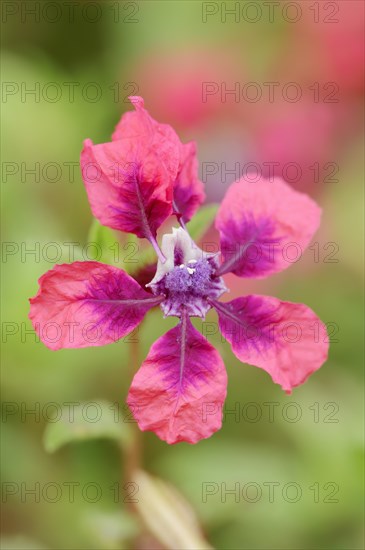 Cuphea 'Vienco Burgundy' (Cuphea llavea), flower, ornamental plant, North Rhine-Westphalia, Germany, Europe