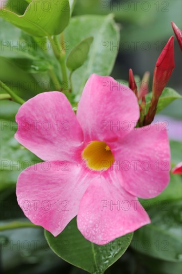 Mandevilla (Dipladenia sanderi, Mandevilla sanderi), flower, ornamental plant, North Rhine-Westphalia, Germany, Europe