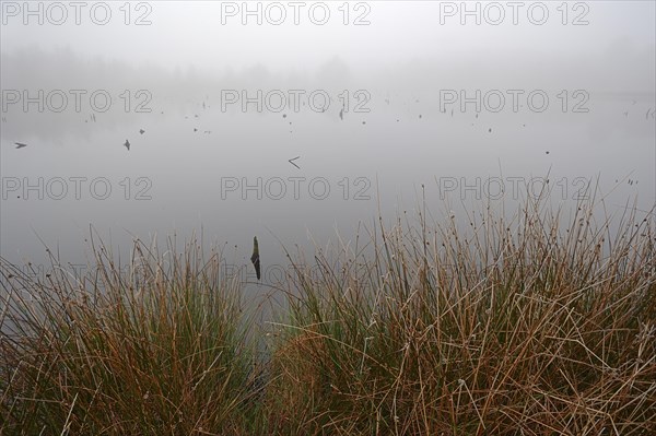 Moor lake in the morning mist, Venner Moor, Muensterland, North Rhine-Westphalia, Germany, Europe