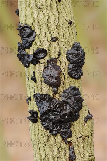 Warty glandular or warty black glandular (Exidia nigricans, Exidia plana), North Rhine-Westphalia, Germany, Europe