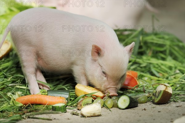 Goettingen minipig (Sus scrofa f. domestica), piglet, North Rhine-Westphalia, Germany, Europe