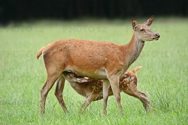 Red deer (Cervus elaphus), hind suckling calf, North Rhine-Westphalia, Germany, Europe