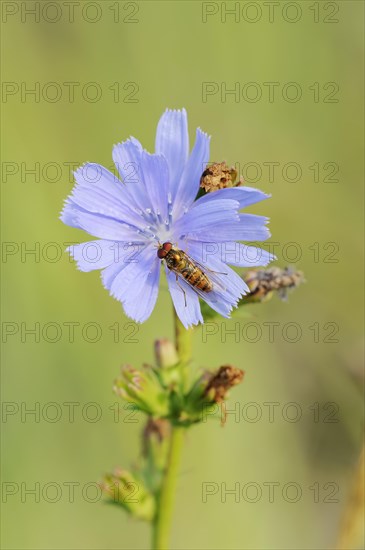 Common chicory (Cichorium intybus), flower and common marmalade hoverfly (Episyrphus balteatus), North Rhine-Westphalia, Germany, Europe