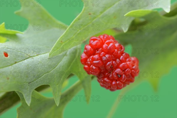 Strawberry spinach (Chenopodium foliosum, Blitum virgatum), fruit, vegetable and ornamental plant, North Rhine-Westphalia, Germany, Europe