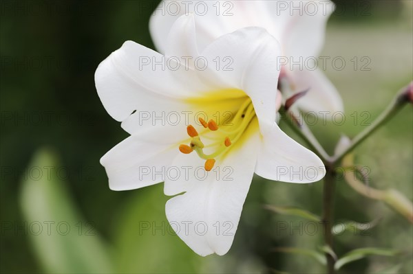 King lily (Lilium regale, Lilium myriophyllum), flower, ornamental plant, North Rhine-Westphalia, Germany, Europe