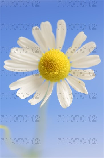 Chamomile (Matricaria recutita, Matricaria chamomilla), flower, medicinal plant, North Rhine-Westphalia, Germany, Europe