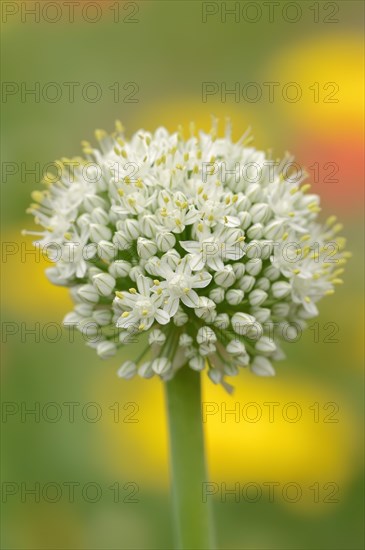 Onion or common onion (Allium cepa), inflorescence, North Rhine-Westphalia, Germany, Europe