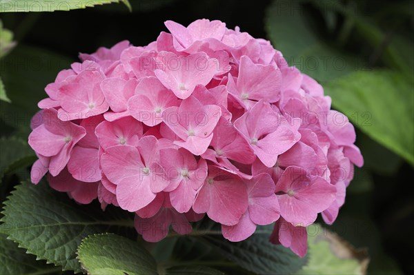 Hydrangea (Hydrangea macrophylla), flowers, ornamental plant, North Rhine-Westphalia, Germany, Europe