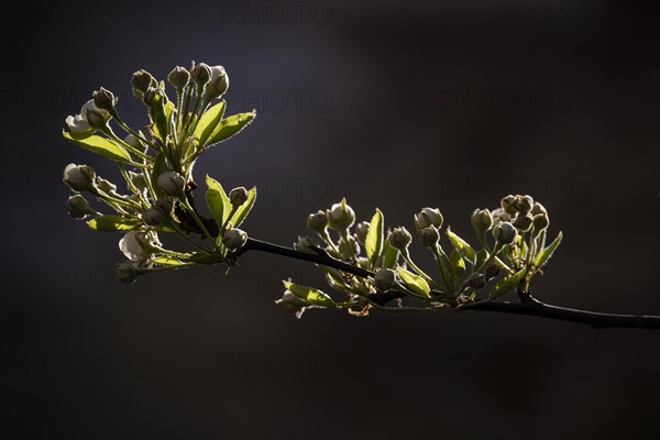 Buds of the Stuttgarter Gaishirtl or Geishirtle, pear (Pyrus communis), Stuttgart, Baden-Wuerttemberg, Germany, Europe