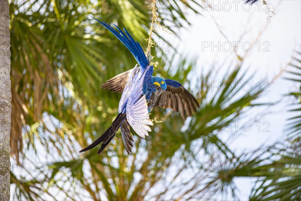 Hyacinth Macaw (Anodorhynchus hyacinthinus) Pantanal Brazil