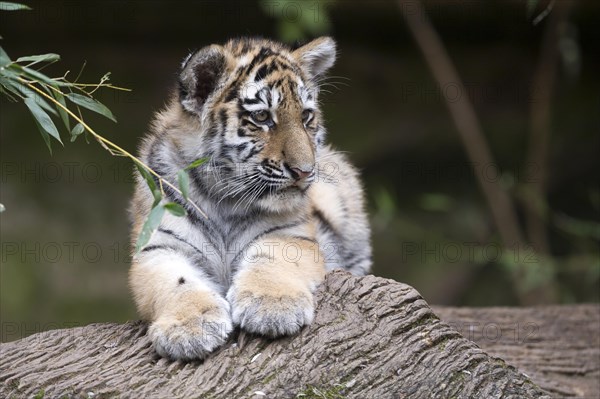 A small tiger lying relaxed on a tree trunk surrounded by green leaves, Siberian tiger, Amur tiger, (Phantera tigris altaica), cubs