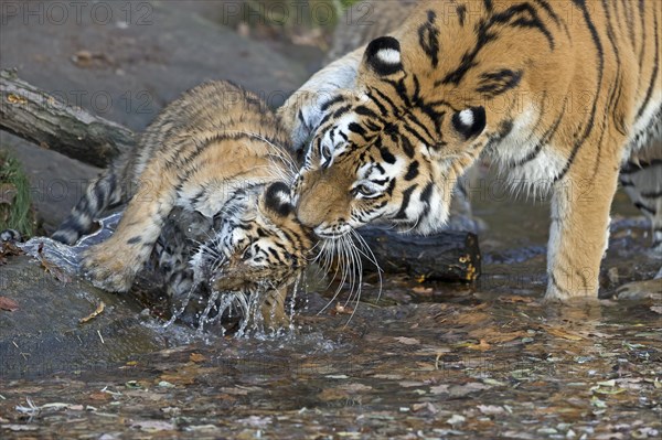 Two tigers meet at the water with playful interaction, Siberian tiger, Amur tiger, (Phantera tigris altaica), cubs