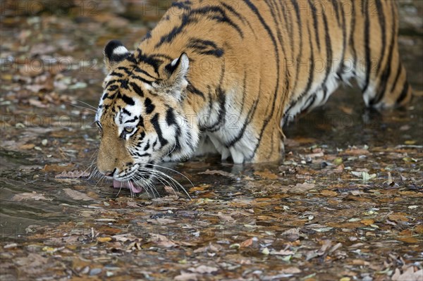 A single tiger carefully drinking from a waterhole, Siberian tiger, Amur tiger, (Phantera tigris altaica), cubs