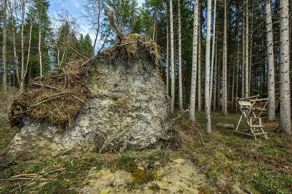 Tree uprooted by storm damage, Kemptner Wald, Allgaeu, Swabia, Bavaria, Germany, Europe