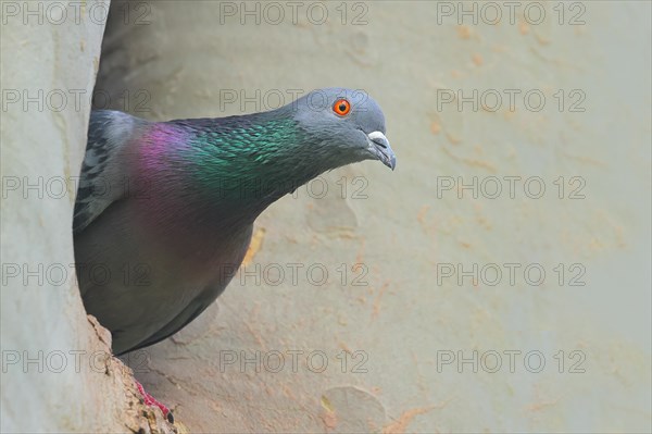 City dove (Columba livia forma domestica) looking out of a nesting hole in a plane tree, Rosensteinpark, Stuttgart, Baden-Wuerttemberg, Germany, Europe