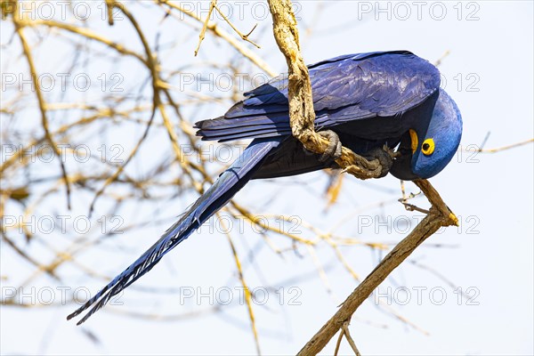 Hyacinth Macaw (Anodorhynchus hyacinthinus) Pantanal Brazil