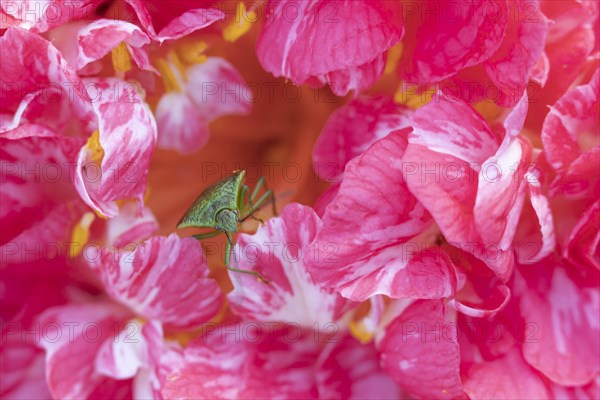 Hawthorn shieldbug (Acanthosoma haemorrhoidale) adult on a garden Camellia flower in spring, England, United Kingdom, Europe