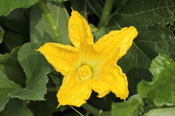 Garden pumpkin (Cucurbita pepo), flower, North Rhine-Westphalia, Germany, Europe