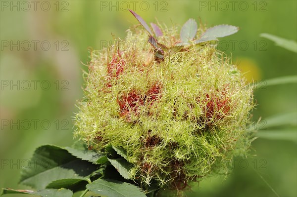 Common rose gall wasp (Diplolepis rosae, Cynips rosarum), rose gall, North Rhine-Westphalia, Germany, Europe