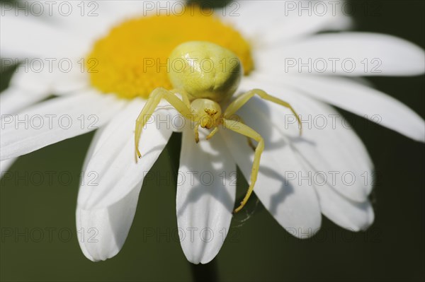 Goldenrod crab spider (Misumena vatia), female on the flower of a daisy (Leucanthemum vulgare, Chrysanthemum leucanthemum), North Rhine-Westphalia, Germany, Europe