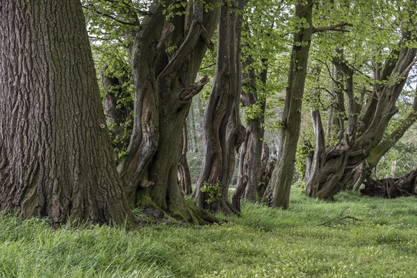 Old european hornbeams (Carpinus betulus), Emsland, Lower Saxony, Germany, Europe