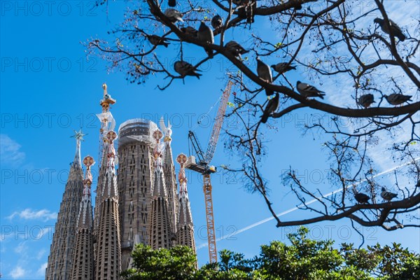 Towers of the Sagrada Familia basilica under construction, Roman Catholic basilica by Antoni Gaudi in Barcelona, Spain, Europe