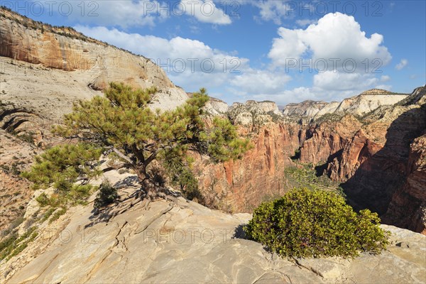 View of Zion Canyon from Angels Landing, Zion National Park, Colorado Plateau, Utah, USA, Zion National Park, Utah, USA, North America