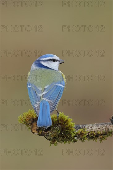 Blue tit (Parus caeruleus), sitting on a branch overgrown with lichen and moss, back view, Wilnsdorf, North Rhine-Westphalia, Germany, Europe