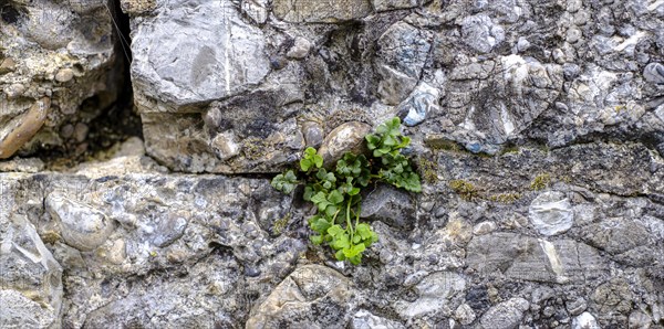 Plant green sprouts from a wall joint