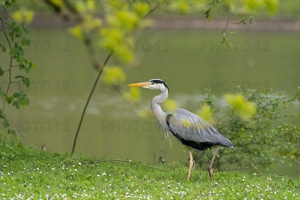 A grey heron (Ardea cinerea) walks along the riverbank, surrounded by green vegetation, Hesse, Germany, Europe