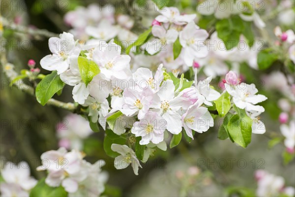 Branches of a blossoming apple tree, meadow orchard, Baden, Wuerttemberg, Germany, Europe