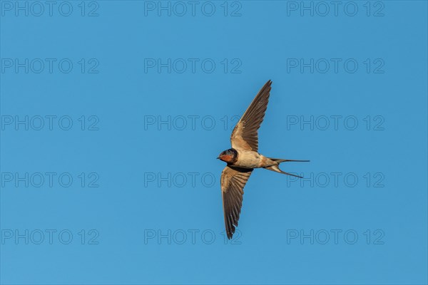 Barn Swallow (Hirundo rustica) hunts insects in flight. Alsace, Great East, France, Europe