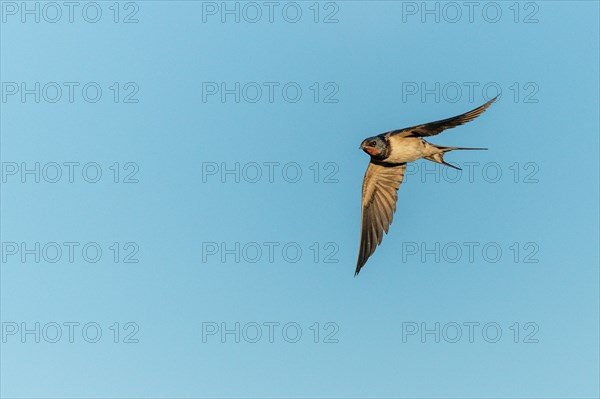 Barn Swallow (Hirundo rustica) hunts insects in flight. Alsace, Great East, France, Europe