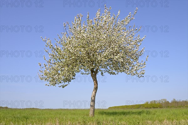 Solitary tree, apple tree (Malus domestica) in bloom, blue sky, North Rhine-Westphalia, Germany, Europe