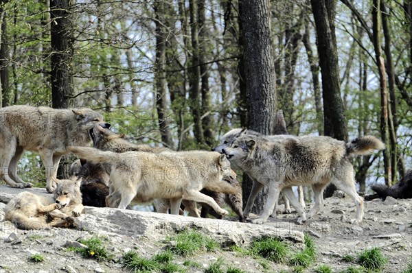 Mackenzie valley wolf (Canis lupus occidentalis), Captive, Germany, Europe, A pack of wolves interacting with each other on a rock in a wooded area, Tierpark, Baden-Wuerttemberg, Europe