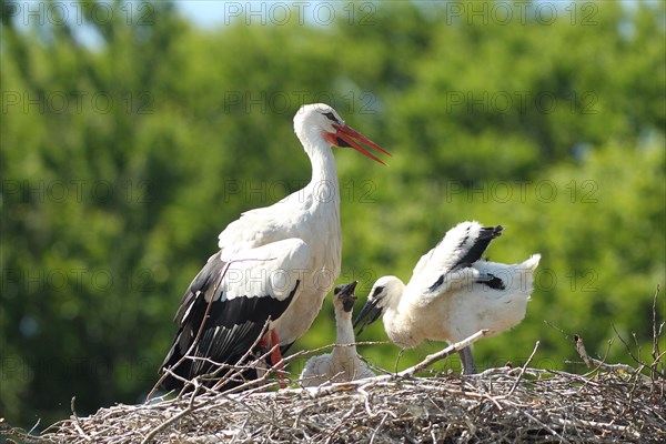 White stork (Ciconia ciconia) Old bird shields its young from strong sunlight with open wings, southern Sweden, Sweden, Europe