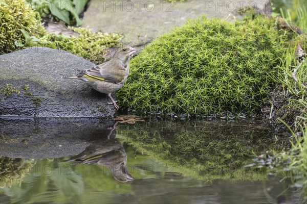 European greenfinch (Carduelis chloris) at the drinking trough, Emsland, Lower Saxony, Germany, Europe