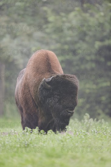 American bison (Bos bison, Bison bison), male, Yellowstone National Park, Wyoming, USA, North America